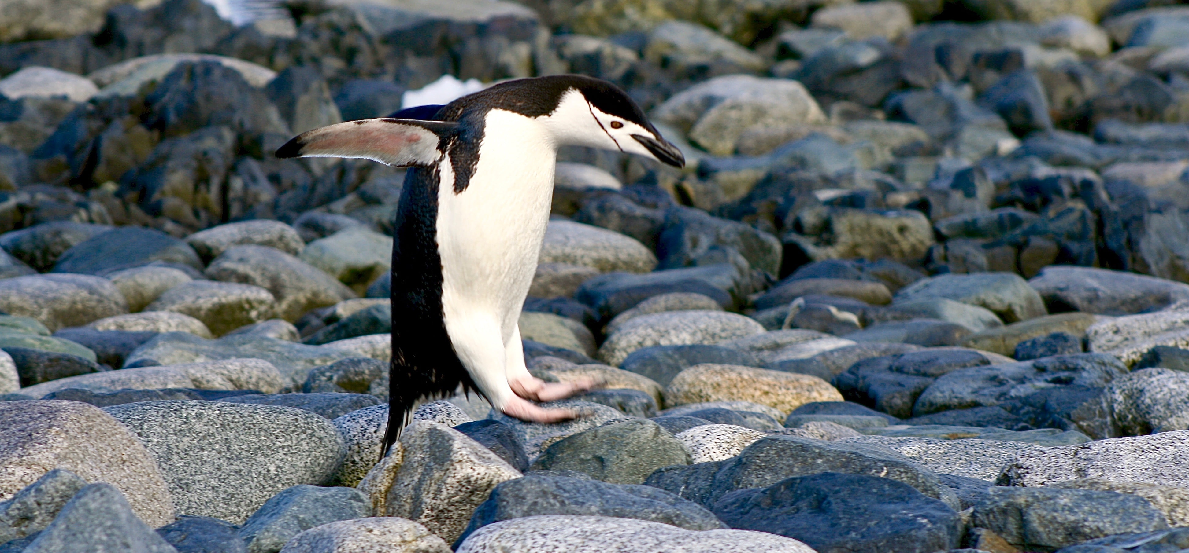 Chinstrap Penguin Hopping on Beach, Half Moon Island