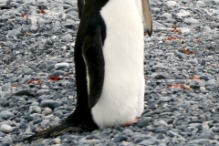 Chinstrap Penguins, Half Moon Island