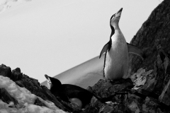 Chinstrap Penguin, Orne Point