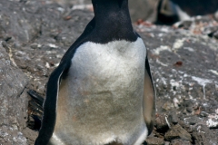 Bleating Gentoo
