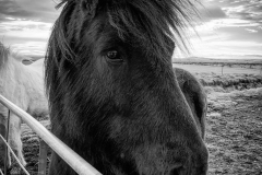 Icelandic Horses 4