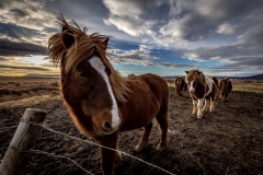 Icelandic Horses