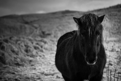 Icelandic Horses BW 1