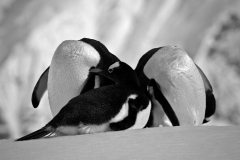 Penguin Trio, Antarctica