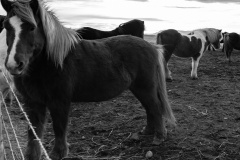 Icelandic Horses BW 2