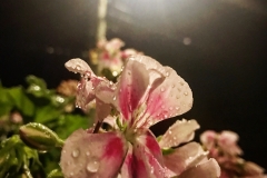 Night Flowers, Ellicott City Md.