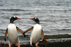 You and Me, Deception Island, Antarctica