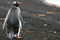 Gentoo Penguin, Black Sand Beach, Deception Island