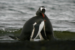 Gentoos, Deception Island