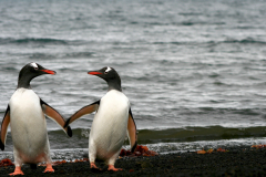 You and Me, Deception Island