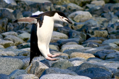 Chinstrap Penguin Hopping on Beach, Half Moon Island