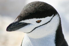 Chinstrap Penguin, Half Moon Island