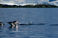 Gentoos Swimming