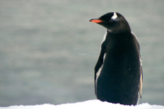 Gentoo